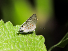 Tmolus echion echiolus