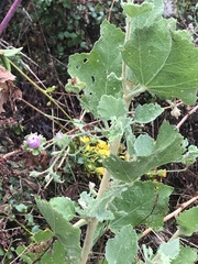Malacothamnus foliosus