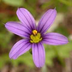 Sisyrinchium idahoense