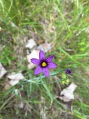 Sisyrinchium idahoense