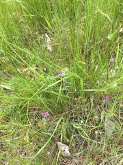 Sisyrinchium idahoense