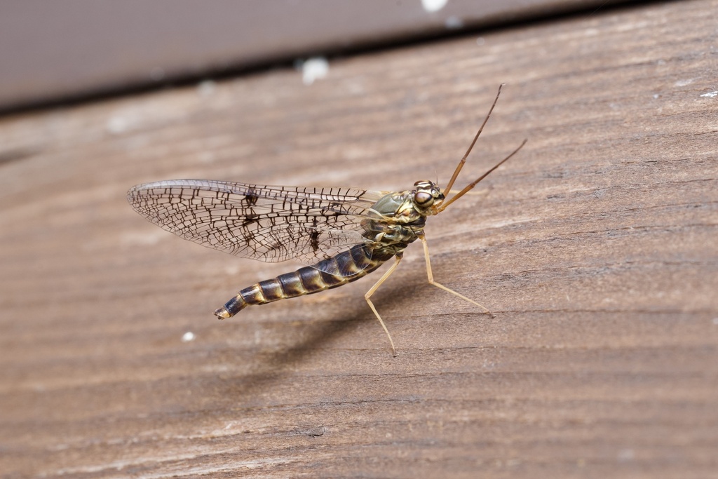 Siphlonurus yoshinoensis