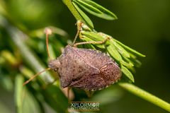 Euschistus conspersus