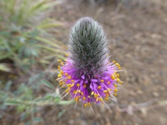 Dalea ornata