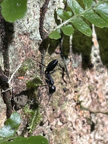 Colobopsis vitiensisColobopsis vitiensis