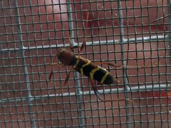 Neoclytus acuminatus