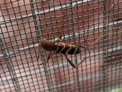 Neoclytus acuminatus