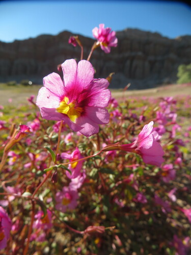 Image of Erythranthe rhodopetra by no rights reserved