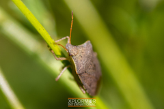 Euschistus conspersus