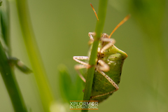 Euschistus conspersus