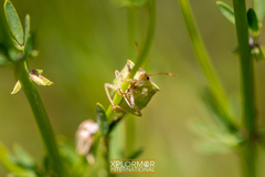 Euschistus conspersus