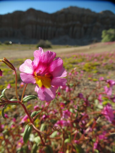 Image of Erythranthe rhodopetra by no rights reserved