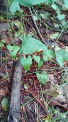 Convolvulus crenatifolius