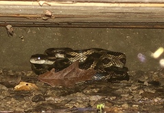 Pantherophis