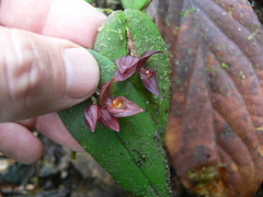 Pleurothallis deflexa