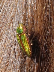 Buprestis aurulenta