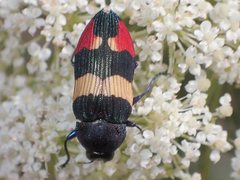Castiarina bella