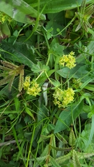 Alchemilla filicaulis vestita