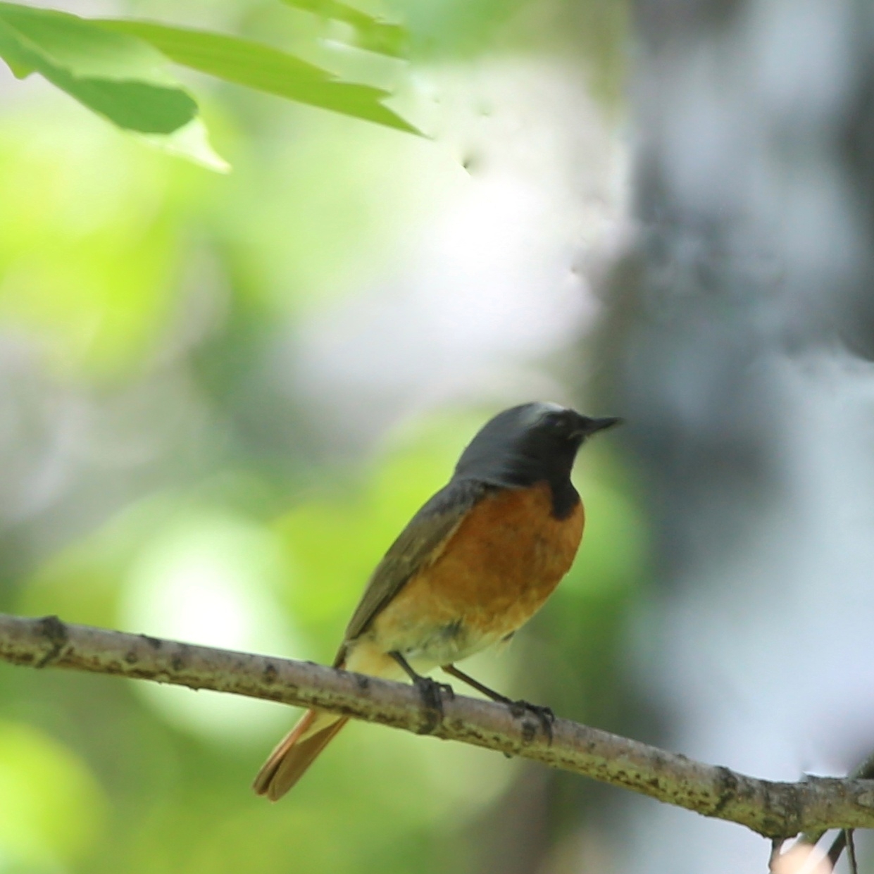 Common Redstart