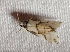 Philenora chionastis