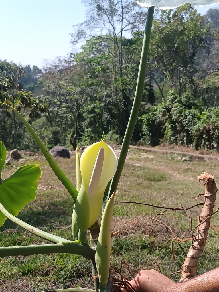 Philodendron sagittifolium  iNaturalist