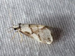 Philenora chionastis