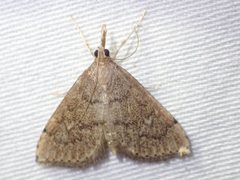 Metasia dicealis