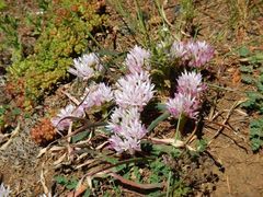 Allium crenulatum
