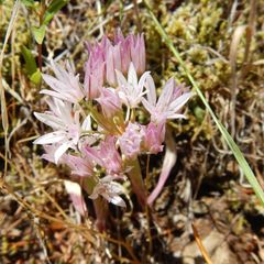 Allium crenulatum