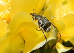 Trichiotinus texanus
