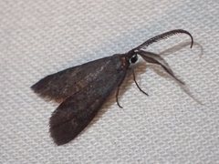 Pollanisus subdolosa