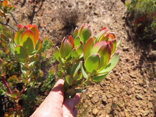 Image of Leucadendron discolor by (c) linkie, some rights reserved (CC BY)