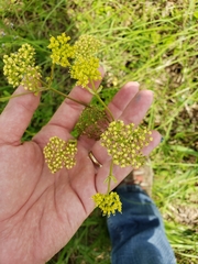 Polytaenia