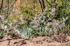Asclepias californica californica
