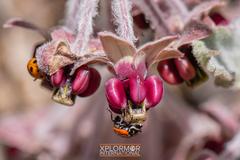 Asclepias californica californica