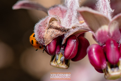 Asclepias californica californica