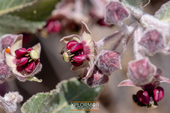 Asclepias californica californica