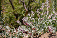 Asclepias californica californica