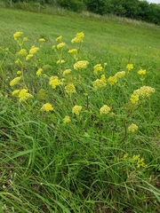 Polytaenia