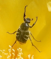 Trichiotinus texanus