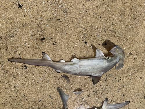 Scalloped Hammerhead photographed in Hawaii