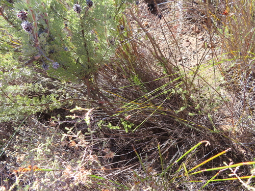 Image of Serruria aitonii by (c) linkie, some rights reserved (CC BY)