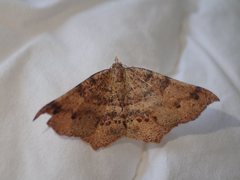 Rhinodia rostraria