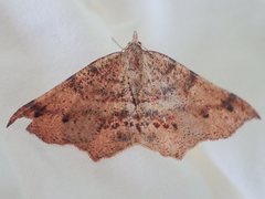 Rhinodia rostraria