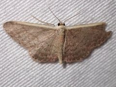 Idaea costaria