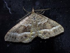 Chrysolarentia vicissata