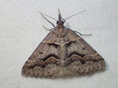 Dichromodes atrosignata