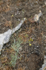 Sisymbrium linifolium