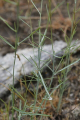 Sisymbrium linifolium