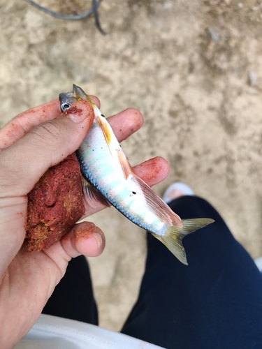 Longfin Horse-Mouth
